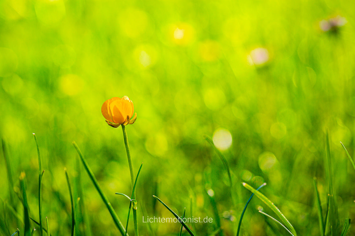 Zarte Butterblume im grünen Meer