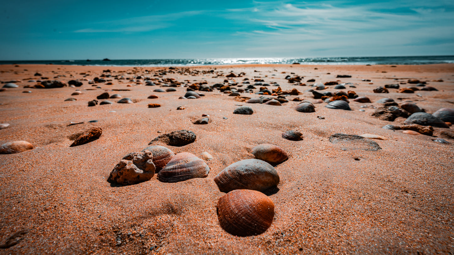 Muscheln und Strandgut im Sand