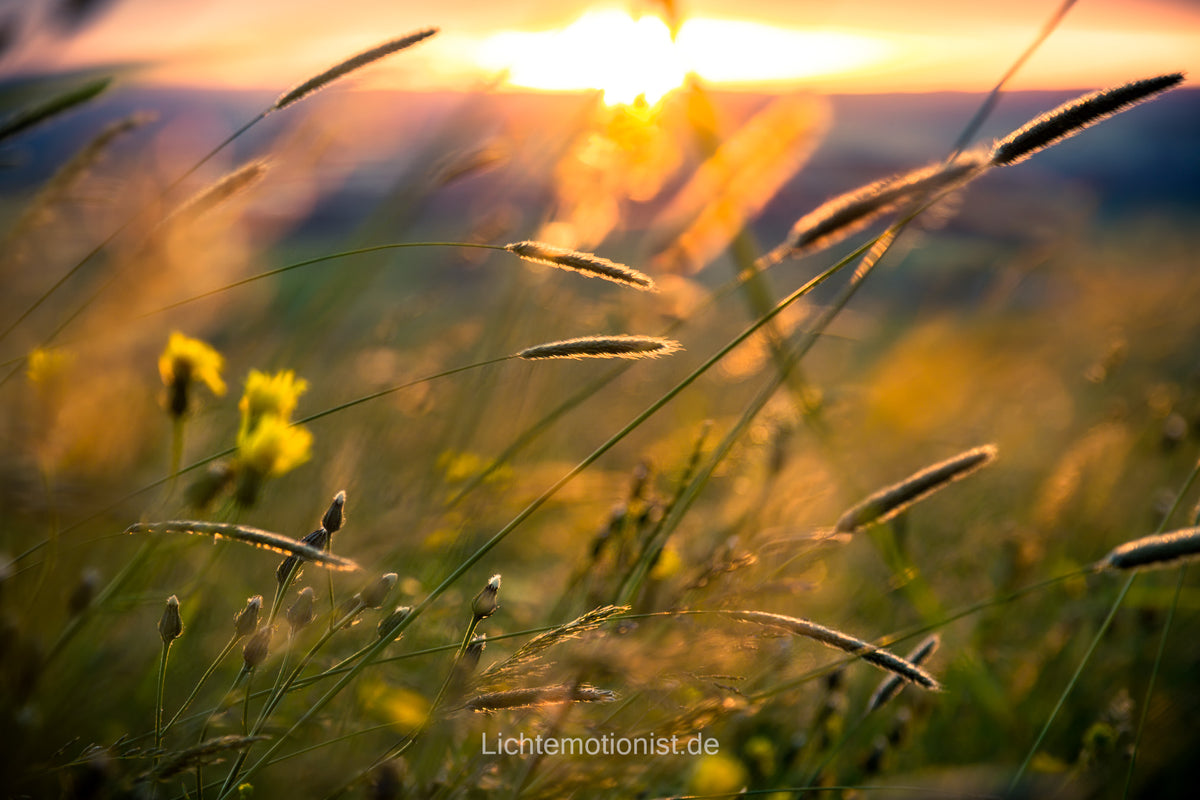 Gräser im Sonnenuntergang