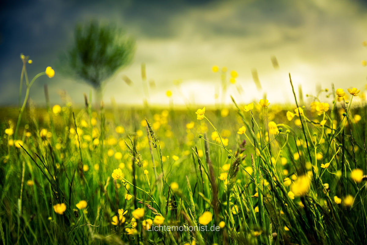Butterblumen im Spiel der Elemente