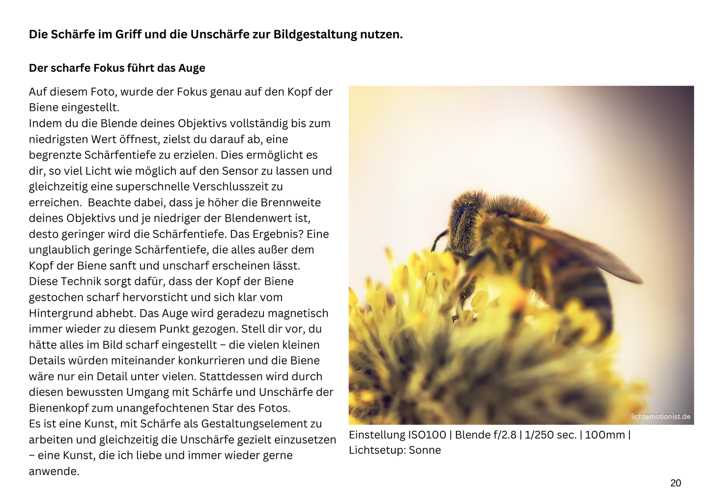 E-Book - Fotografie-Kurs für mystische Wälder - Teil 2