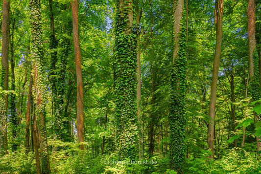 Sommerlicher Buchenwald im Kaiserstuhl