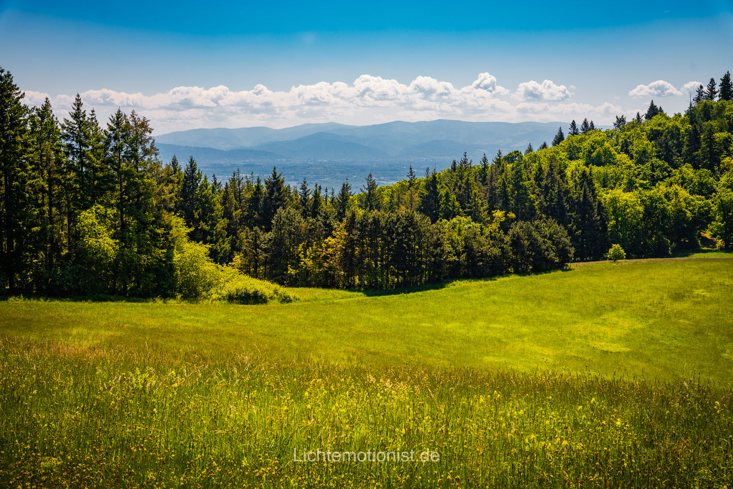 Sommerwiese mit Blick zu den Vogesen