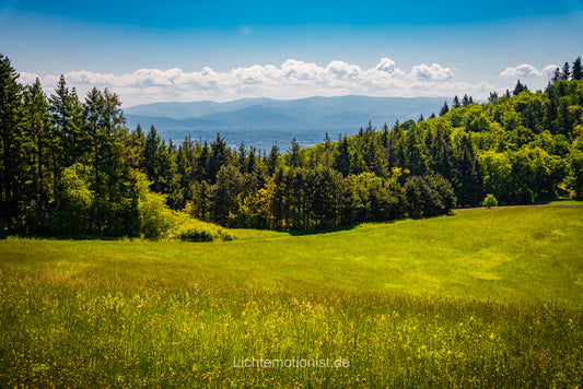 Sommerwiese mit Blick zu den Vogesen