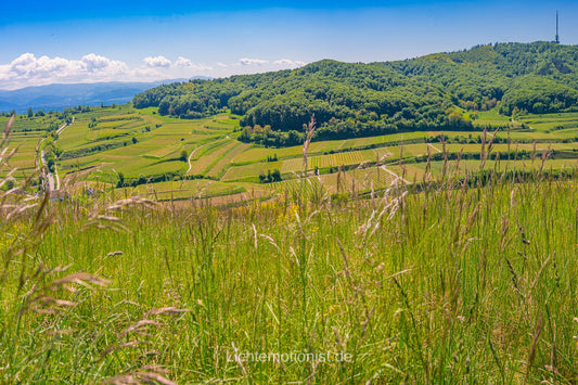 Sommerpanorama der Weinberge des Kaiserstuhls