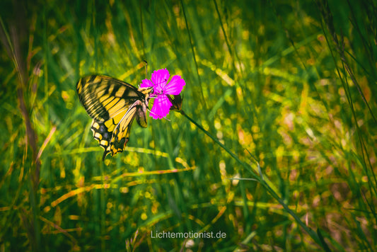 Schwalbenschwanz im Sommerlicht