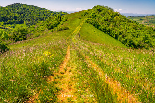 Sommerpfad auf dem Höhenrücken im Kaiserstuhl