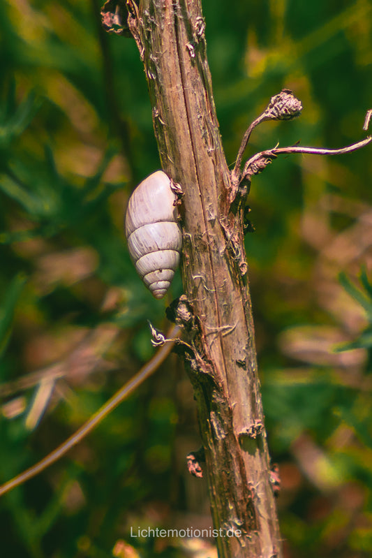 Schnecke am vertrockneten Stängel im Kaiserstuhl