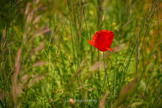 Mohnblüte im Sommerwind