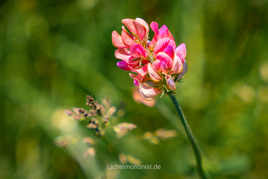 Blühende Esparsette im Kaiserstuhl
