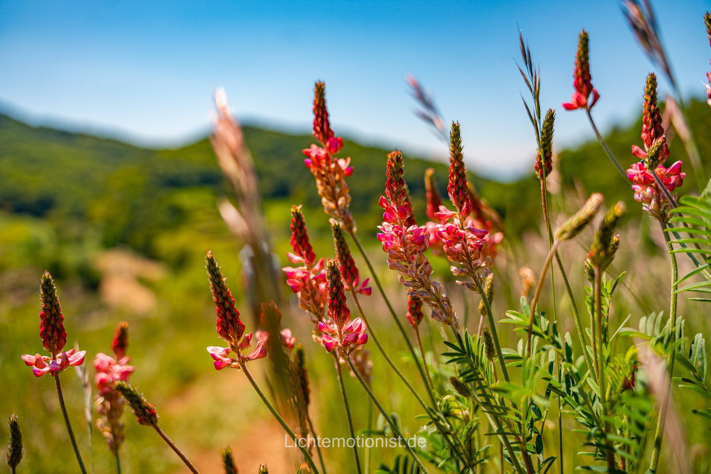 Rote Blüten der Esparsette im Kaiserstuhl