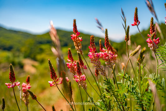 Rote Blüten der Esparsette im Kaiserstuhl