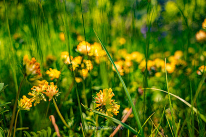 Echte Wundklee-Blüte im Kaiserstuhl