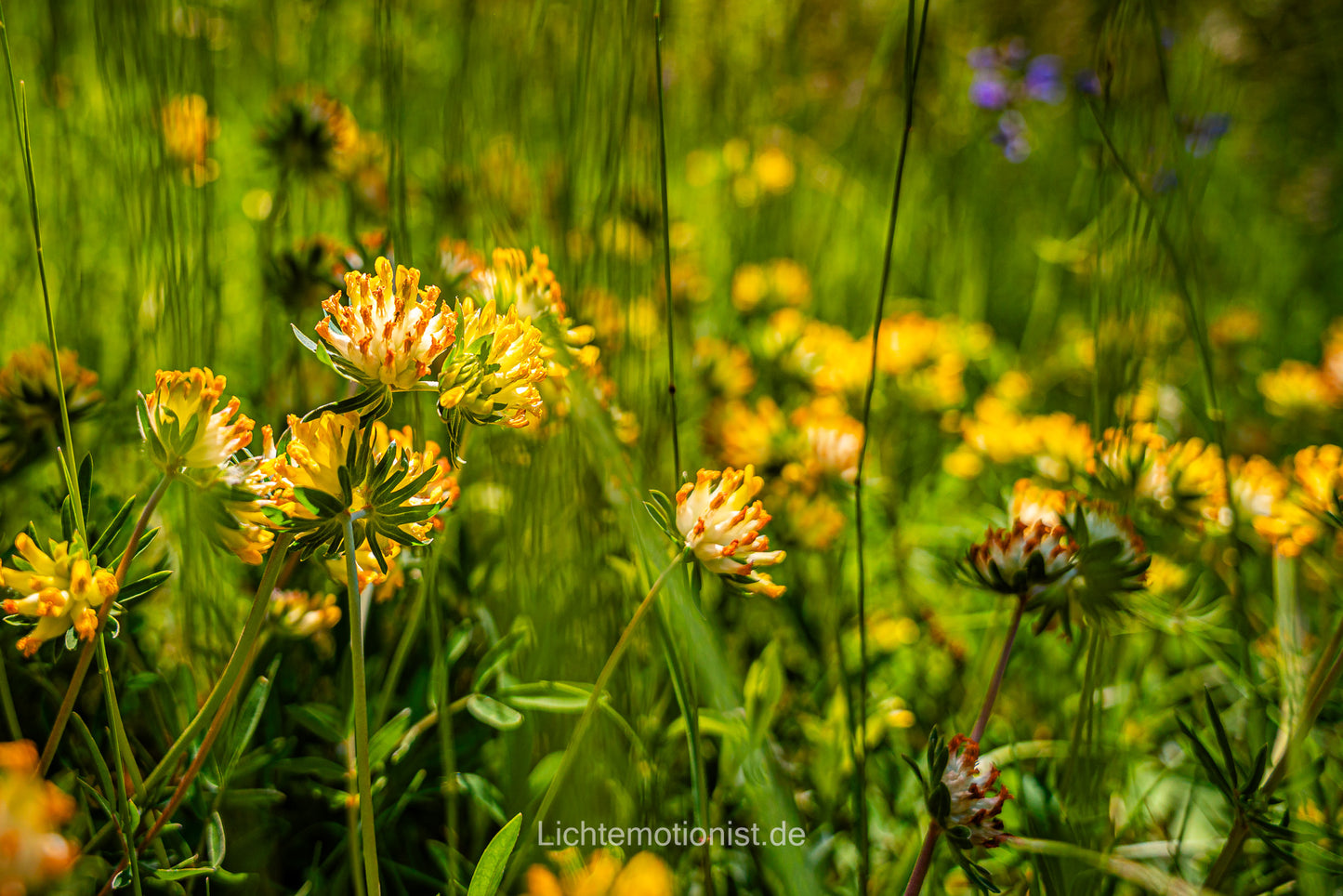 Echte Wundklee-Blüte im Kaiserstuhl