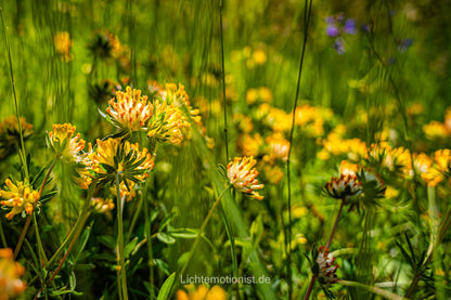 Echte Wundklee-Blüte im Kaiserstuhl