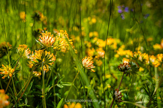 Echte Wundklee-Blüte im Kaiserstuhl