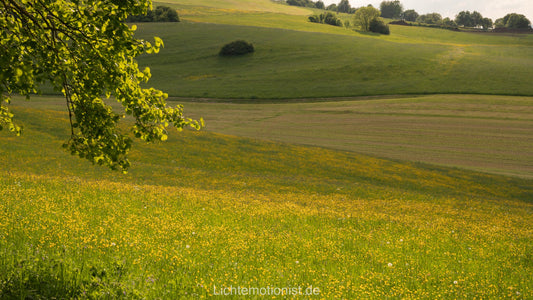 Blühende Wiesenhänge am Fürstenberg