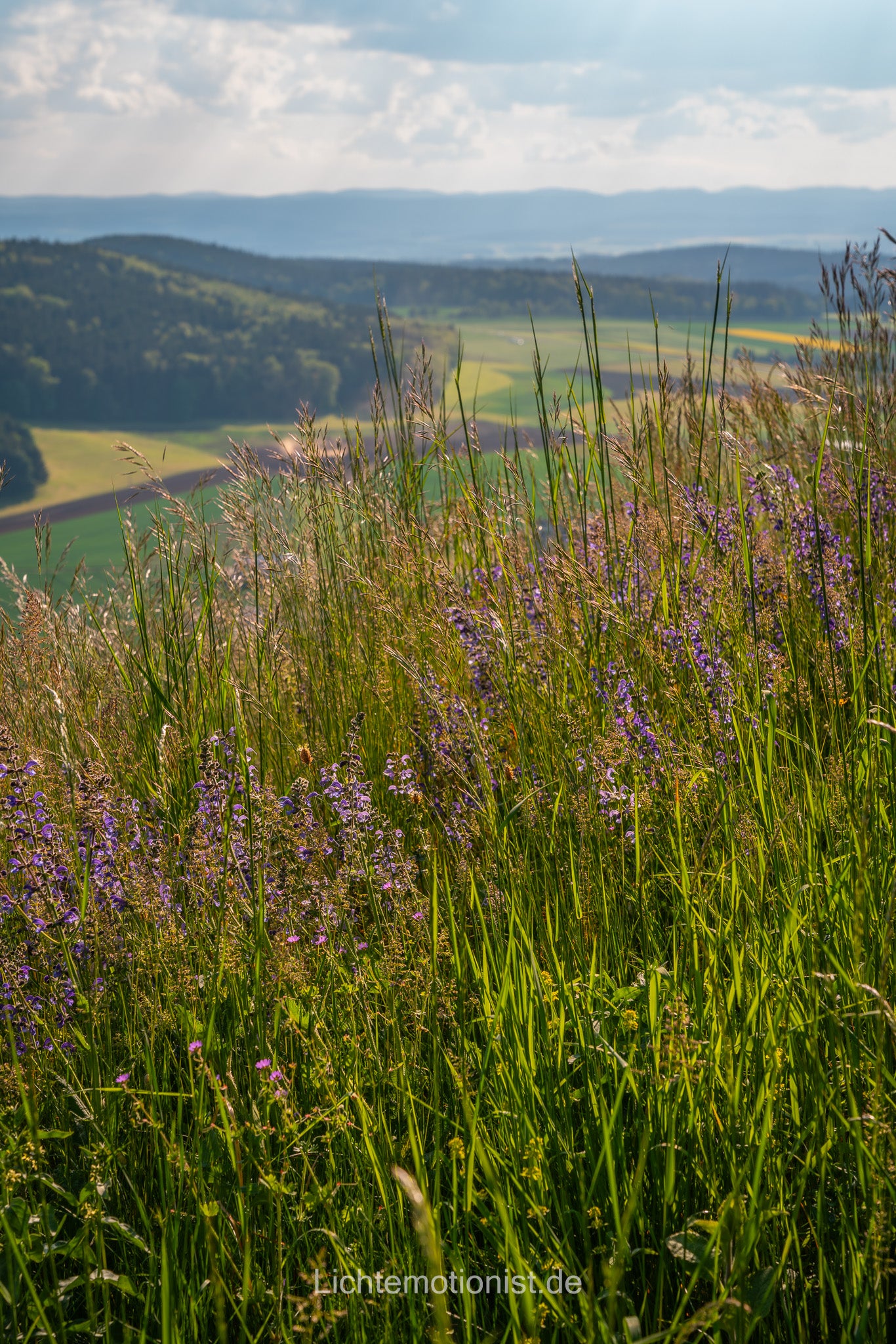 Sommerwiese am Fürstenberg