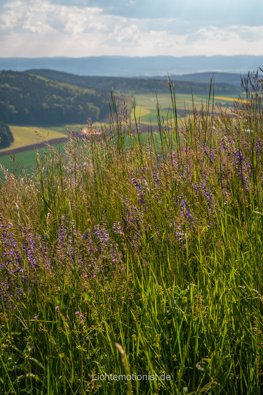 Sommerwiese am Fürstenberg