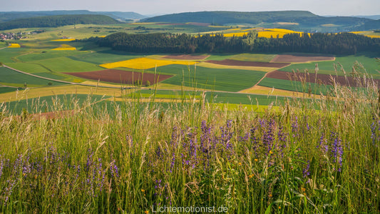 Bunte Felder und Sommerwiese am Fürstenberg