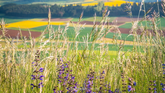 Blühende Felder und Wiesen vor dem Fürstenberg