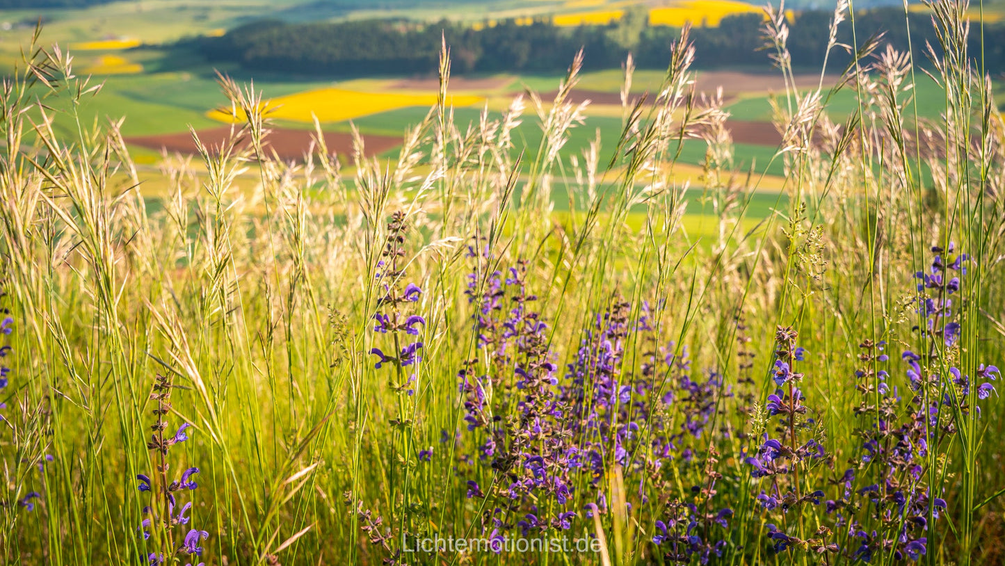 Sommerwiese am Fürstenberg