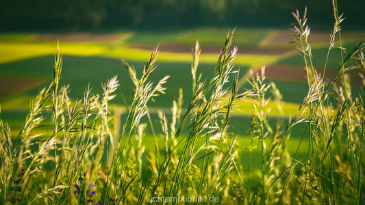 Sommergräser im Abendlicht am Fürstenberg