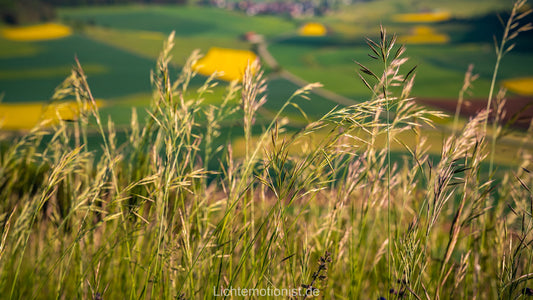Gräser im Abendlicht am Fürstenberg