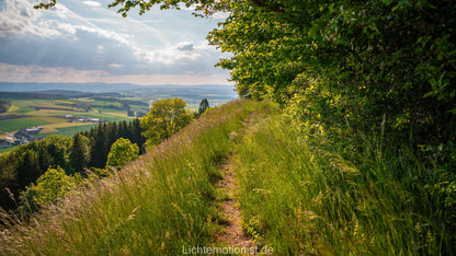 Wiesenweg unter Bäumen am Fürstenberg