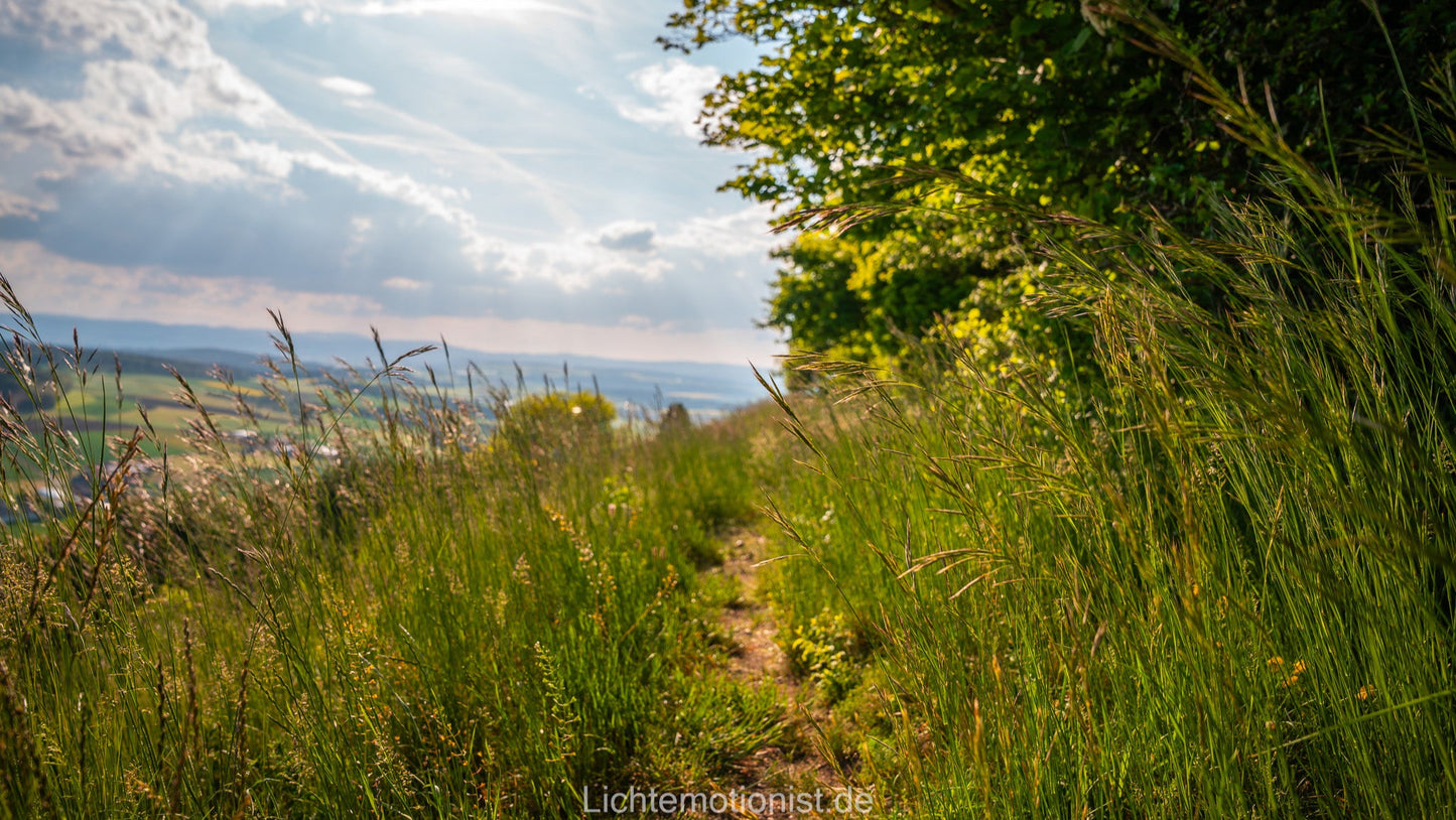 Wiesenweg unter Bäumen am Fürstenberg