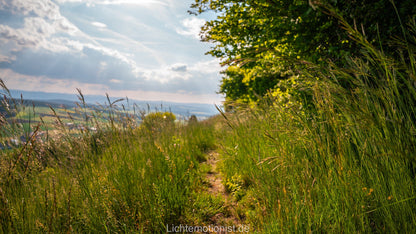 Wiesenweg unter Bäumen am Fürstenberg