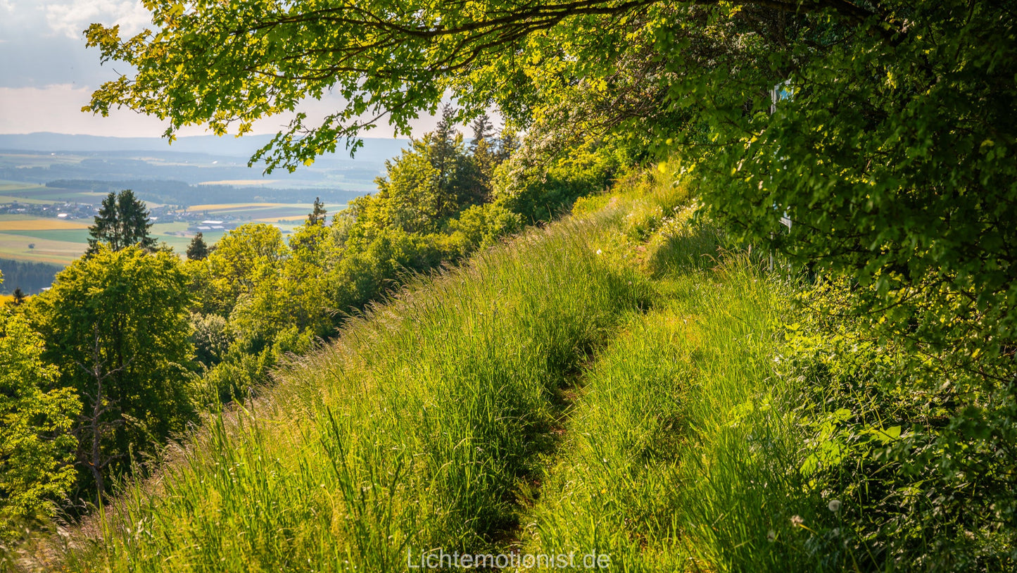 Wiesenweg unter Bäumen am Fürstenberg