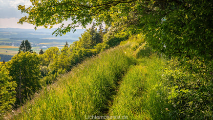 Wiesenweg unter Bäumen am Fürstenberg