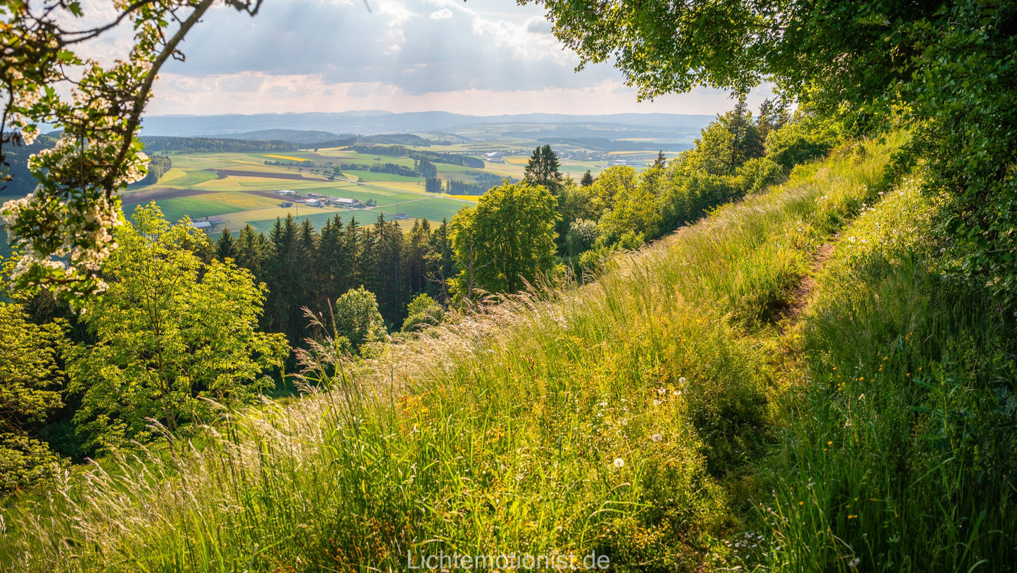 Blühender Wiesenhang mit Ausblick am Fürstenberg