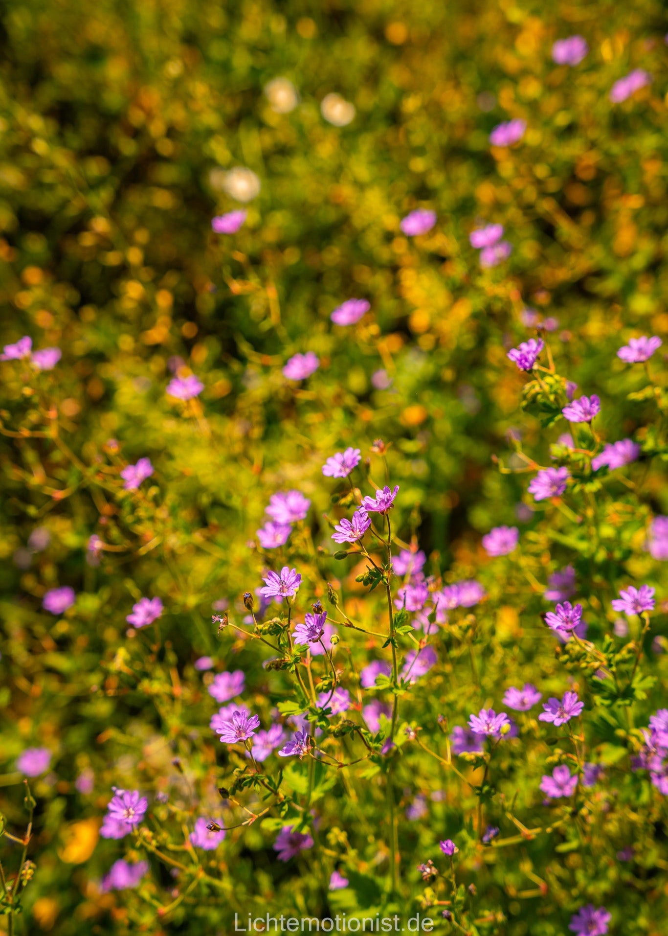 Sommerblüten im Licht