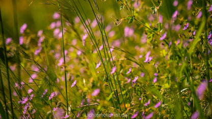 Zarte Blüten im Sommerlicht