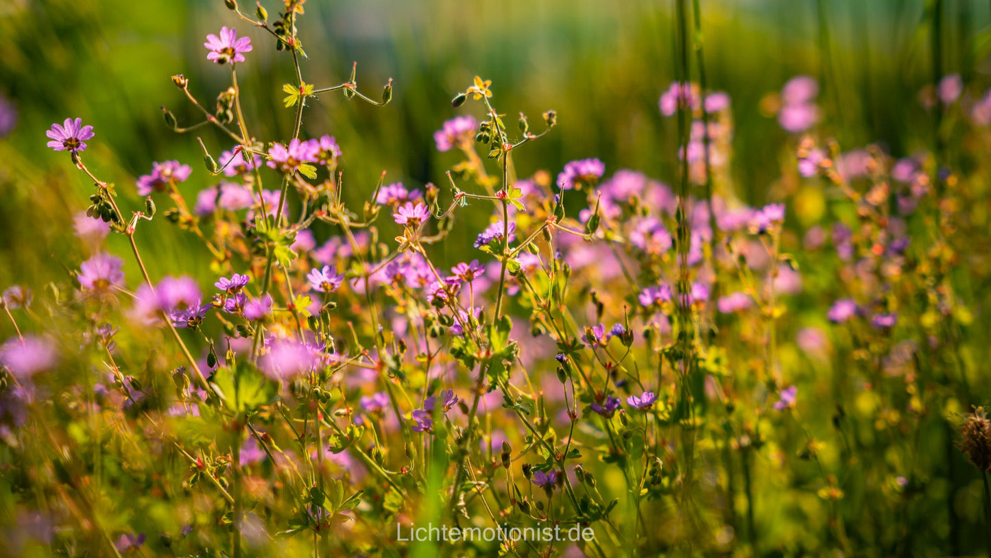 Zarte Blüten im Sommerlicht