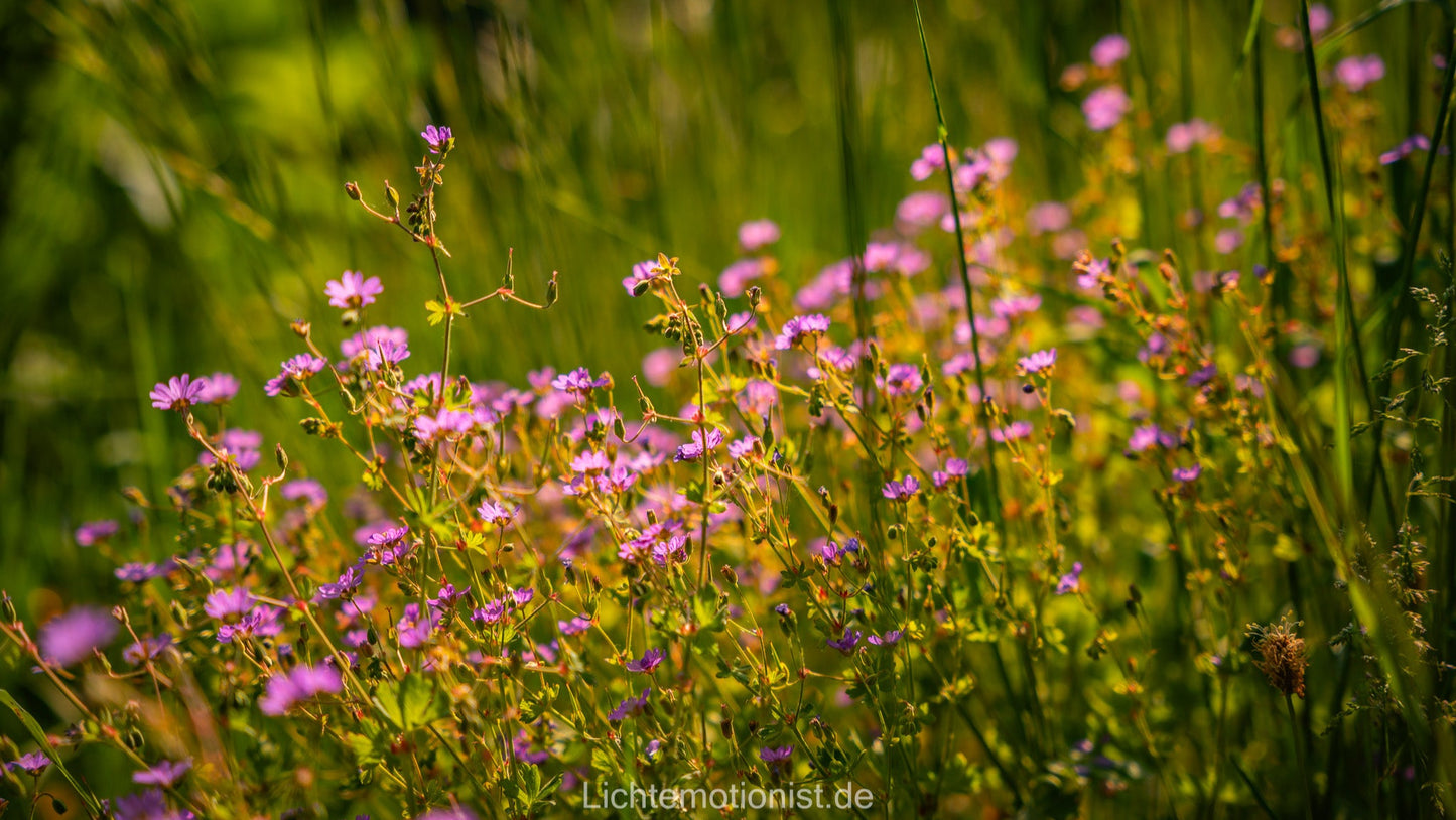 Zarte Wildblumen im Sommerlicht