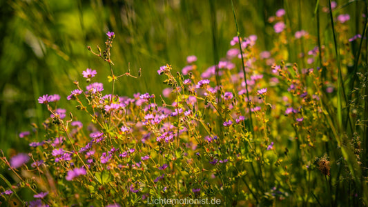 Zarte Wildblumen im Sommerlicht
