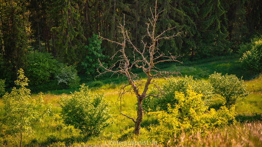 Einsamer Baum am Waldrand