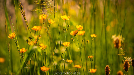 Butterblumen im Sonnenlicht