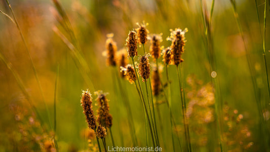 Wiesengräser im warmen Abendlicht