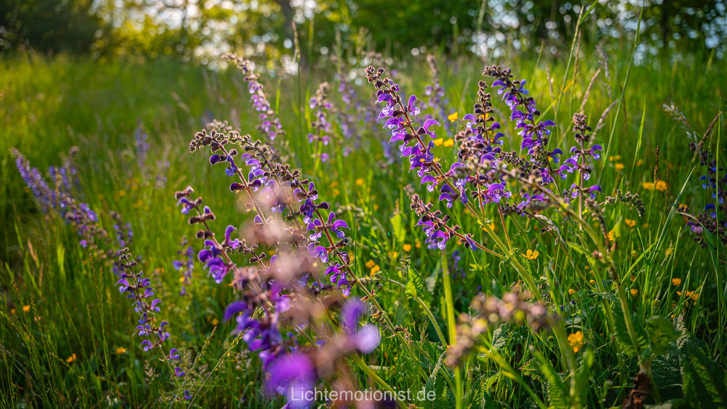 Wiesensalbei im Abendlicht