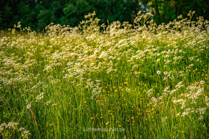 Vielfältige Sommerwiese