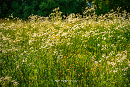 Vielfältige Sommerwiese