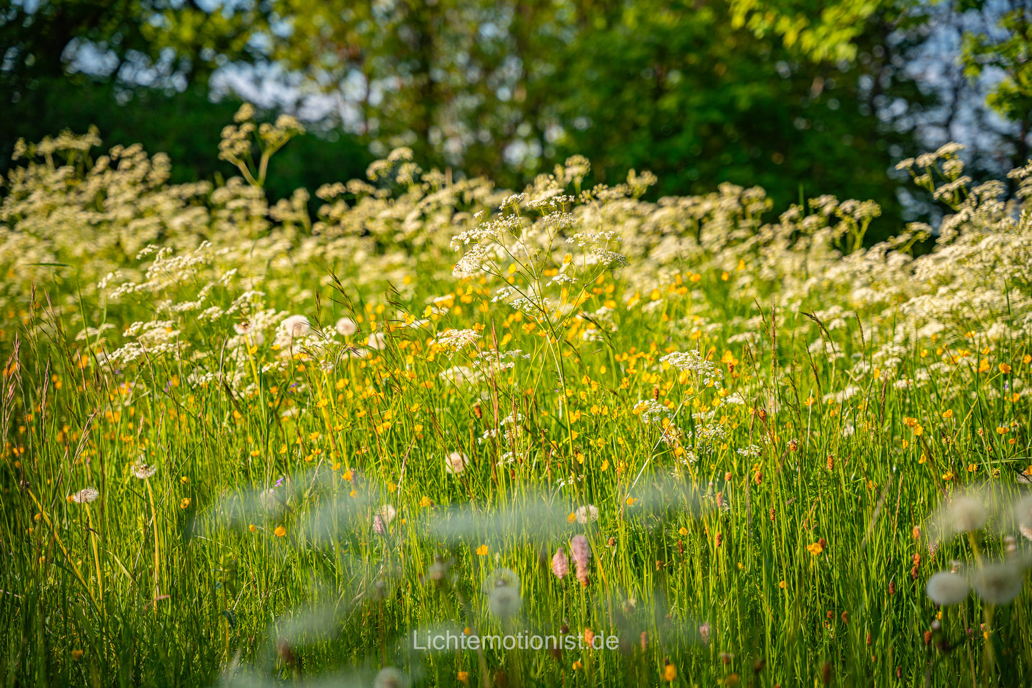 Vielfältige Sommerwiese
