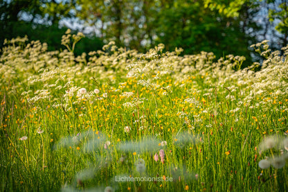 Vielfältige Sommerwiese