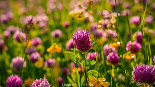 Klee und Butterblumen im Sommerlicht