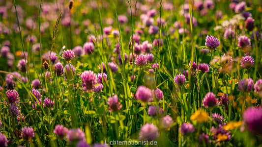 Blühende Kleewiese am Fürstenberg
