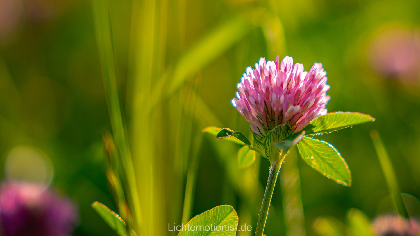 Kleeblüte im Sonnenschein